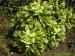 Corsican Hellebore - Helleborus argutifolius 