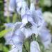 Monkshood - Aconitum 'Stainless Steel' Monkshood - Aconitum 'Stainless Steel'