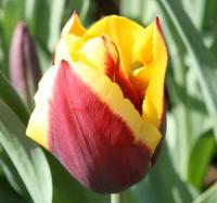 Episode 32: Gardening Jobs & Our Plant of the Month for April Episode 32: Gardening Jobs & Our Plant of the Month for April