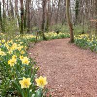 Episode 24: Caring for Cut Flowers and Gardening Jobs & Plants of Interest for March Episode 24: Caring for Cut Flowers and Gardening Jobs & Plants of Interest for March