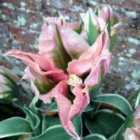 Episode 33: Gardening Jobs & Our Plant of the Month for May Episode 33: Gardening Jobs & Our Plant of the Month for May