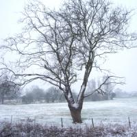 Episode 22: Plant Hardiness Classifications and Gardening Jobs & Plants of Interest for January Episode 22: Plant Hardiness Classifications and Gardening Jobs & Plants of Interest for January