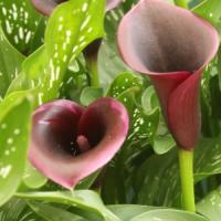 Episode 29: Hampton Court Flower Show & Gardening Jobs for August Episode 29: Hampton Court Flower Show & Gardening Jobs for August