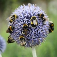 Episode 28: Chelsea Flower Show Interviews & Gardening Jobs for July Episode 28: Chelsea Flower Show Interviews & Gardening Jobs for July