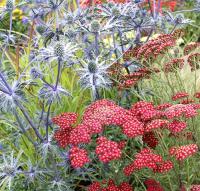 Episode 5: RHS Hampton Court and Tatton Park 2013 Episode 5: RHS Hampton Court and Tatton Park 2013