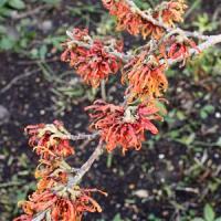 Episode 23: Garden Planning for the Year Ahead and Gardening Jobs & Plants of Interest for February Episode 23: Garden Planning for the Year Ahead and Gardening Jobs & Plants of Interest for February
