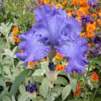 Episode 27: The 2015 Chelsea Flower Show & Gardening Jobs for June Episode 27: The 2015 Chelsea Flower Show & Gardening Jobs for June