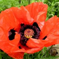 Episode 26: Gardening Jobs & Plants of Interest for May Episode 26: Gardening Jobs & Plants of Interest for May