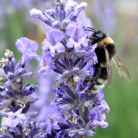 Episode 16: Chelsea Flower Show Interviews & Gardening Jobs for July Episode 16: Chelsea Flower Show Interviews & Gardening Jobs for July