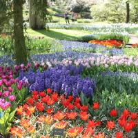 Episode 14: Keukenhof Gardens & Gardening Jobs for May Episode 14: Keukenhof Gardens & Gardening Jobs for May