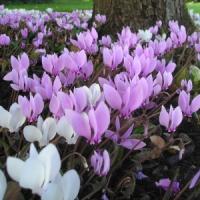 Episode 31: Gardening Jobs & Our Plant of the Month for October Episode 31: Gardening Jobs & Our Plant of the Month for October