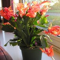 Episode 21: Gardening Jobs and Plants of Interest for December Episode 21: Gardening Jobs and Plants of Interest for December