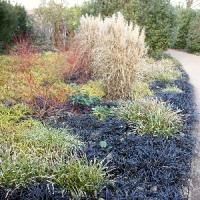 Episode 13: Angelsey Abbey Winter Garden & Gardening Jobs for April Episode 13: Angelsey Abbey Winter Garden & Gardening Jobs for April