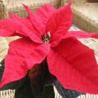 Episode 9: Caring for your Christmas House Plants Episode 9: Caring for your Christmas House Plants