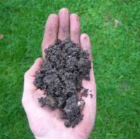 Episode 11: Understanding Soil, Gardening Jobs and Plants of Interest for February Episode 11: Understanding Soil, Gardening Jobs and Plants of Interest for February